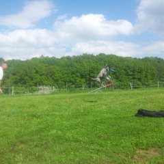 DiscDogging13-13