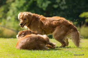 20 Jahre Spezial Hundetreff Spezial Dorlar @ Hundeplatz Dorlar