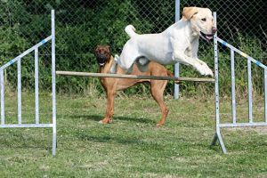 Agility Einsteiger Wetzlar @ Hundeplatz Wetzlar | Wetzlar | Hessen | Deutschland