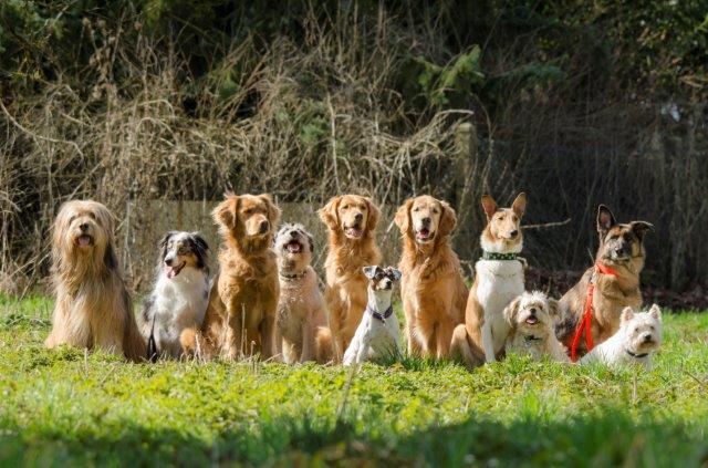 Hundeschule Wetzlar